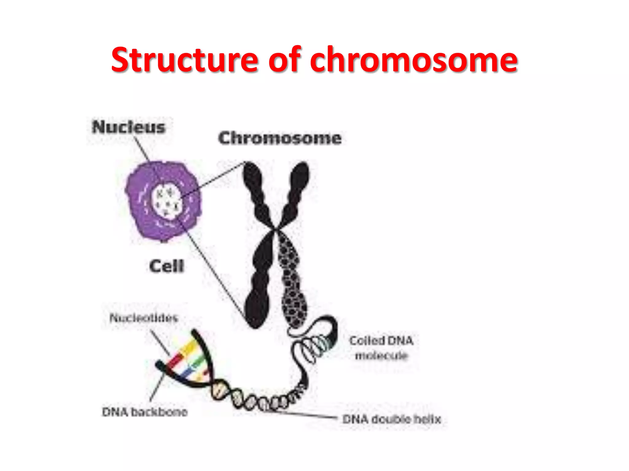 Structure of chromosome
 