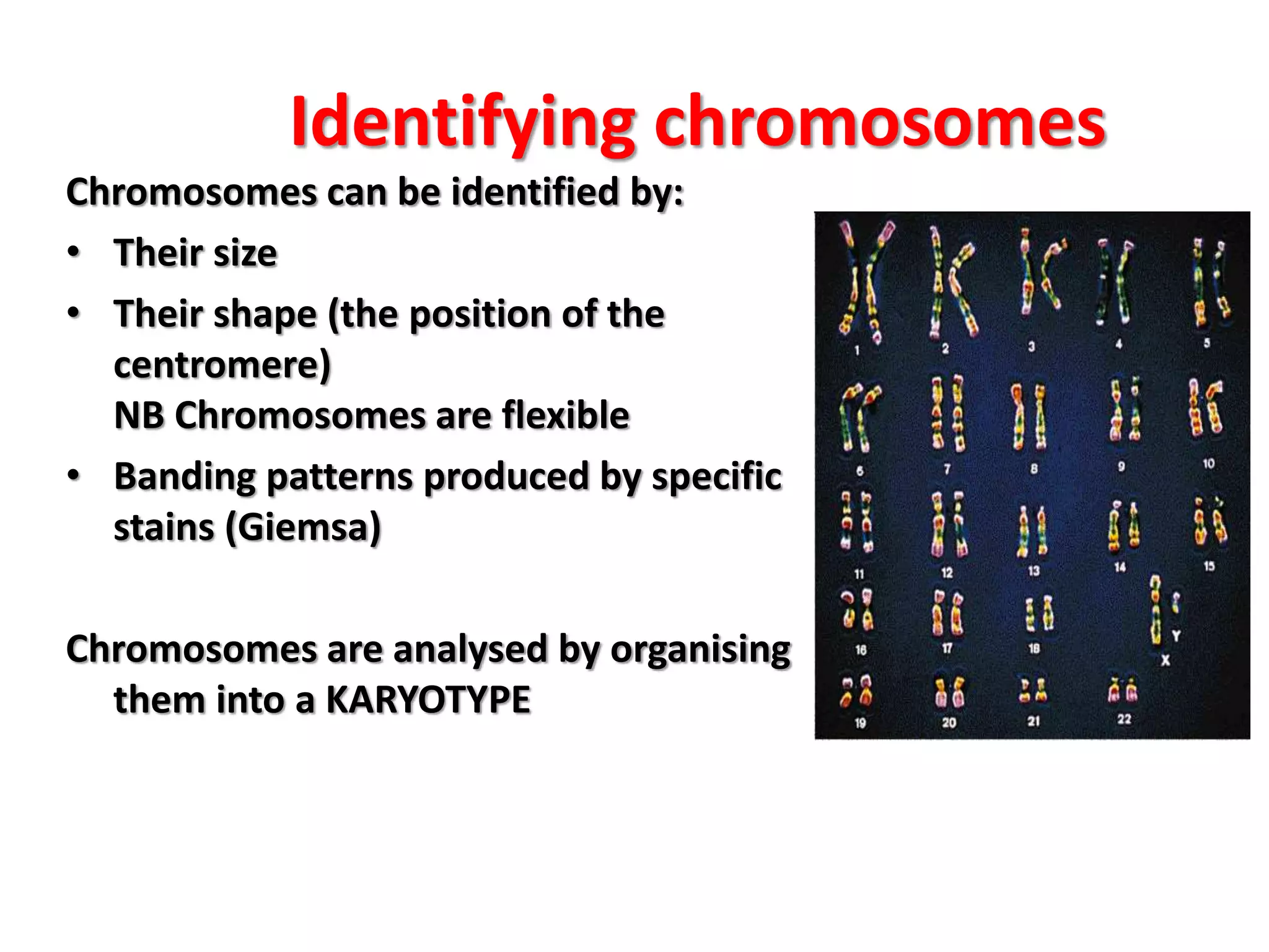 Identifying chromosomes
Chromosomes can be identified by:
• Their size
• Their shape (the position of the
centromere)
NB Chromosomes are flexible
• Banding patterns produced by specific
stains (Giemsa)
Chromosomes are analysed by organising
them into a KARYOTYPE
 