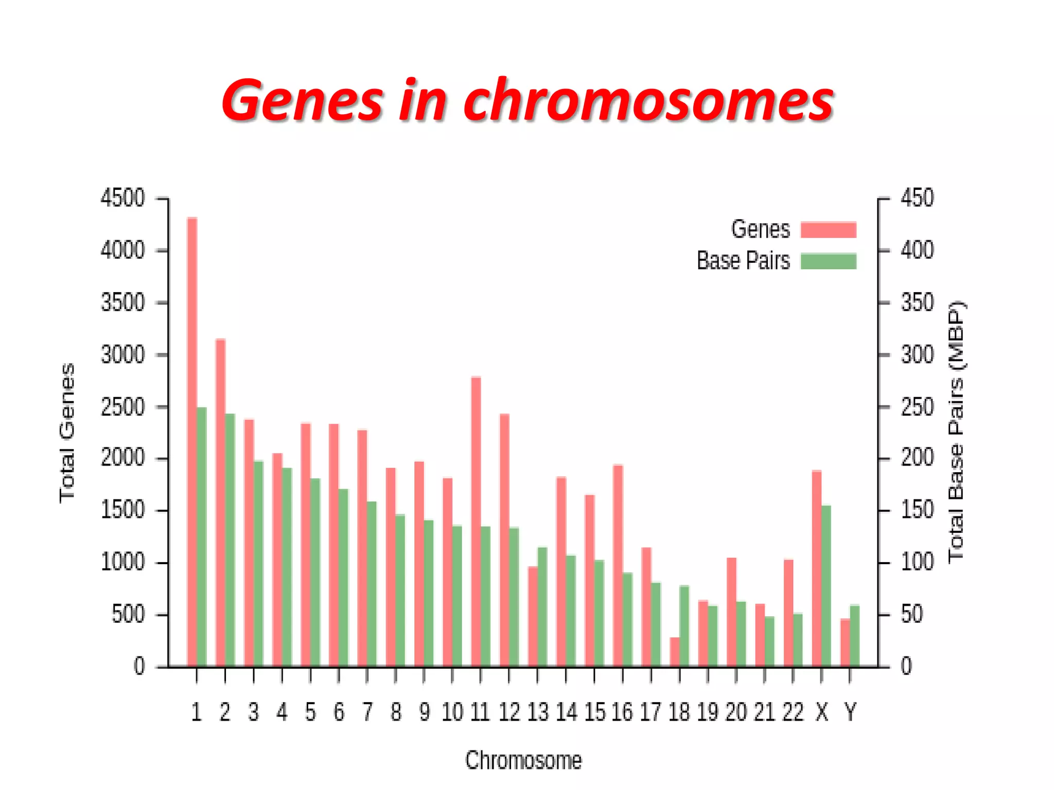 Genes in chromosomes
 
