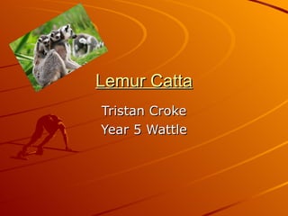 Lemur Catta Tristan Croke Year 5 Wattle 
