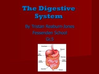 The Digestive System By Tristan Reaburn-Jones Fessenden School Gr.5 