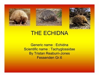 THE ECHIDNA

    Generic name : Echidna
Scientific name : Tachyglossidae
   By Tristan Reaburn-Jones
         Fessenden Gr.6
 