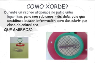 COMO XORDE?
Durante un recreo atopamos no patio unha
 lagartixa, pero non sabiamos máis dela, polo que
 decidimos buscar información para descubrir que
 clase de animal era.
QUE SABEMOS?
 