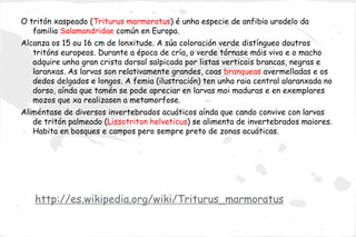 O tritón xaspeado (Triturus marmoratus) é unha especie de anfibio urodelo da
   familia Salamandridae común en Europa.
Alcanza os 15 ou 16 cm de lonxitude. A súa coloración verde distíngueo doutros
   tritóns europeos. Durante a época de cría, o verde tórnase máis vivo e o macho
   adquire unha gran crista dorsal salpicada por listas verticais brancas, negras e
   laranxas. As larvas son relativamente grandes, coas branqueas avermelladas e os
   dedos delgados e longos. A femia (ilustración) ten unha raia central alaranxada no
   dorso, aínda que tamén se pode apreciar en larvas moi maduras e en exemplares
   mozos que xa realizasen a metamorfose.
Aliméntase de diversos invertebrados acuáticos aínda que cando convive con larvas
   de tritón palmeado (Lissotriton helveticus) se alimenta de invertebrados maiores.
   Habita en bosques e campos pero sempre preto de zonas acuáticas.




   http://es.wikipedia.org/wiki/Triturus_marmoratus
 