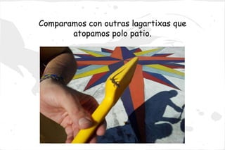 Comparamos con outras lagartixas que
       atopamos polo patio.
 