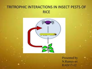 TRITROPHIC INTERACTIONS IN INSECT PESTS OF
RICE
Presented by
N.Ramya sri
RAD/17-12
 