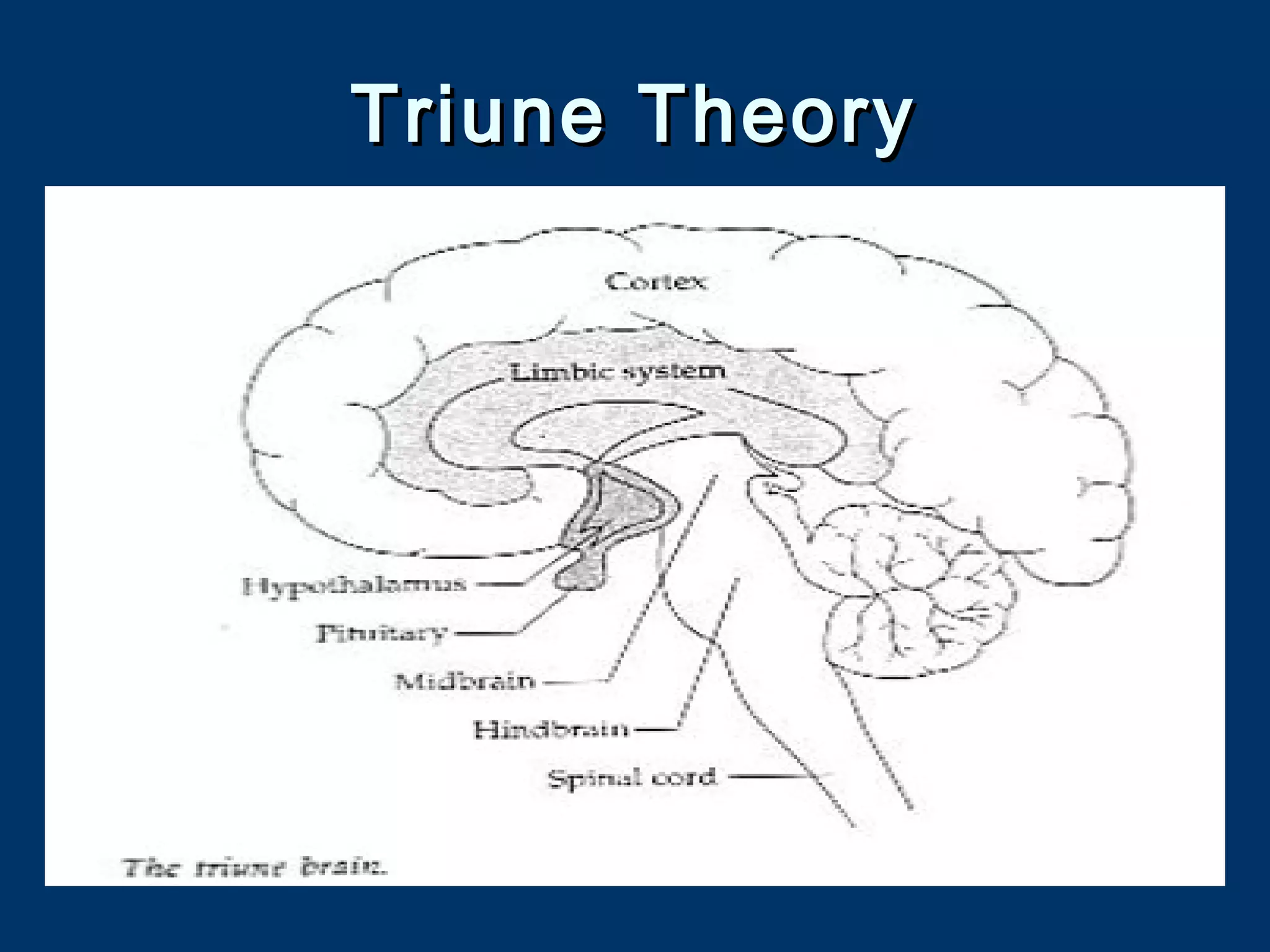 Triune theory 3333 | PPT | Brain and Nervous System Disorders ...