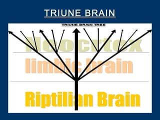 TRIUNE BRAINTRIUNE BRAIN
 