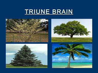 TRIUNE BRAINTRIUNE BRAIN
 