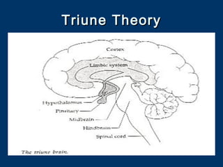 Triune TheoryTriune Theory
 