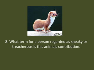 8. What term for a person regarded as sneaky or treacherous is this animals contribution.
