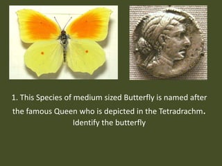 1. This Species of medium sized Butterfly is named after the famous Queen who is depicted in the Tetradrachm.Identify the butterfly   
