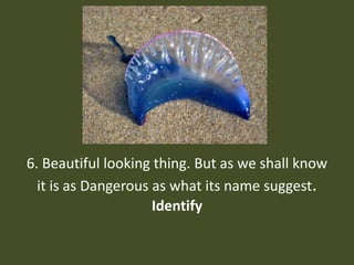 6. Beautiful looking thing. But as we shall know it is as Dangerous as what its name suggest.Identify