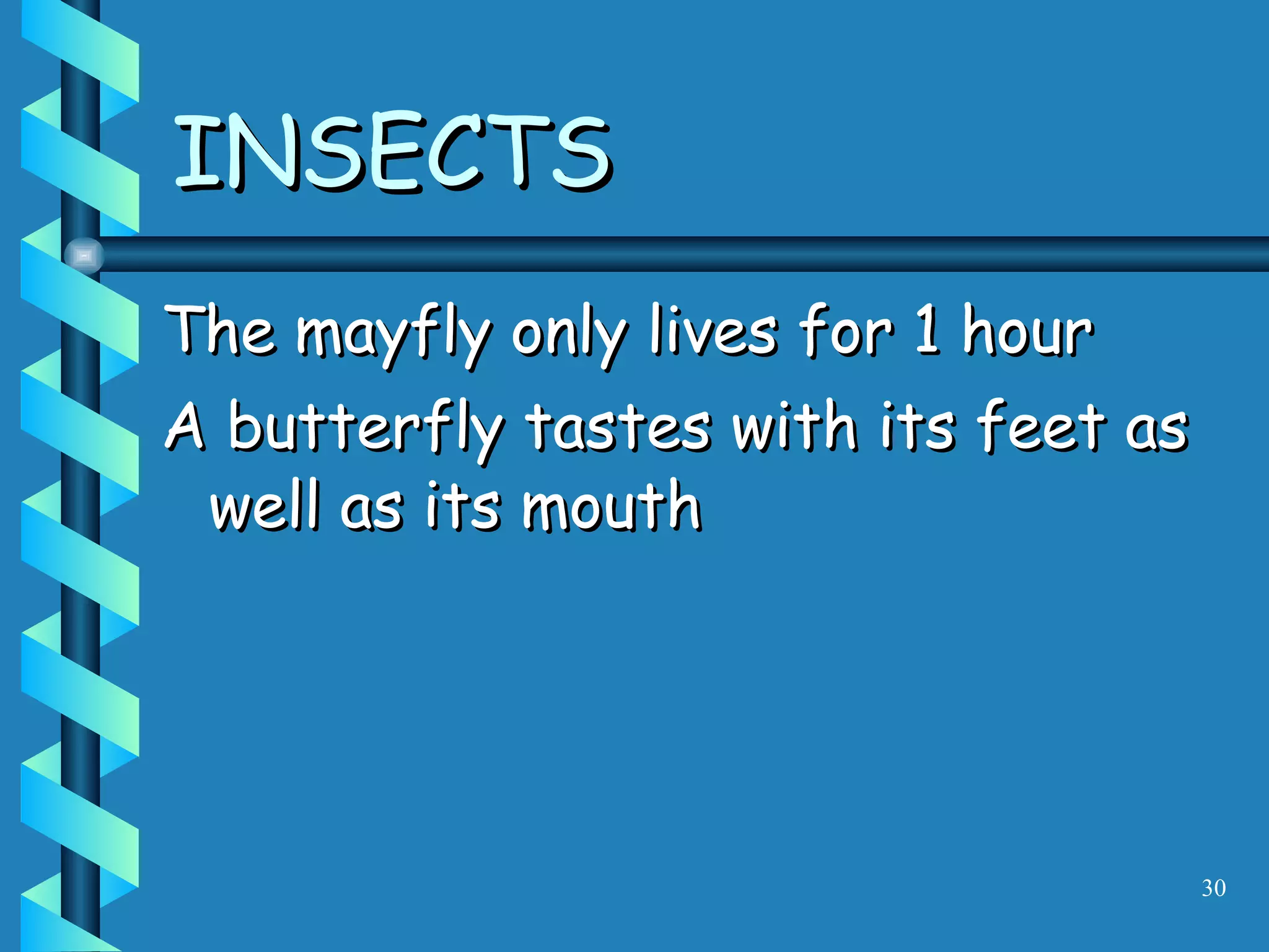 The mayfly only lives for 1 hour A butterfly tastes with its feet as well as its mouth INSECTS 