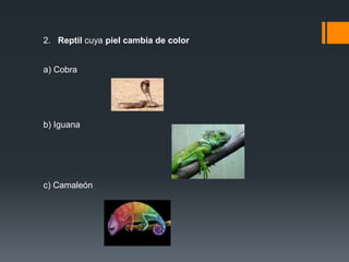 2. Reptil cuya piel cambia de color 
a) Cobra 
b) Iguana 
c) Camaleón 
 