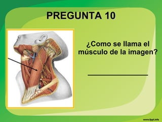 PREGUNTA 10PREGUNTA 10
¿Como se llama el
músculo de la imagen?
_______________
 