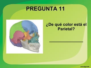 PREGUNTA 11PREGUNTA 11
¿De qué color está el
Parietal?
_______________
 