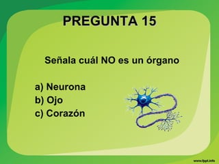 PREGUNTA 15PREGUNTA 15
Señala cuál NO es un órgano
a) Neurona
b) Ojo
c) Corazón
 