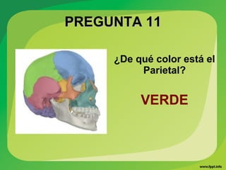 PREGUNTA 11PREGUNTA 11
¿De qué color está el
Parietal?
VERDE
 