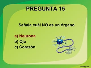 PREGUNTA 15PREGUNTA 15
Señala cuál NO es un órgano
a) Neurona
b) Ojo
c) Corazón
 