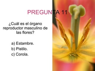 PREGUN TA 11 ¿Cuál es el órgano reproductor masculino de las flores? a) Estambre. b) Pistilo. c) Corola. 