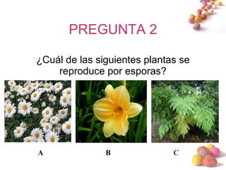 PREGUNTA 2 ¿Cuál de las siguientes plantas se reproduce por esporas? A B C 