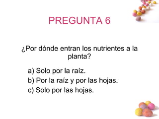 PREGUNTA 6 ¿Por dónde entran los nutrientes a la planta? a) Solo por la raíz. b) Por la raíz y por las hojas. c) Solo por las hojas. 