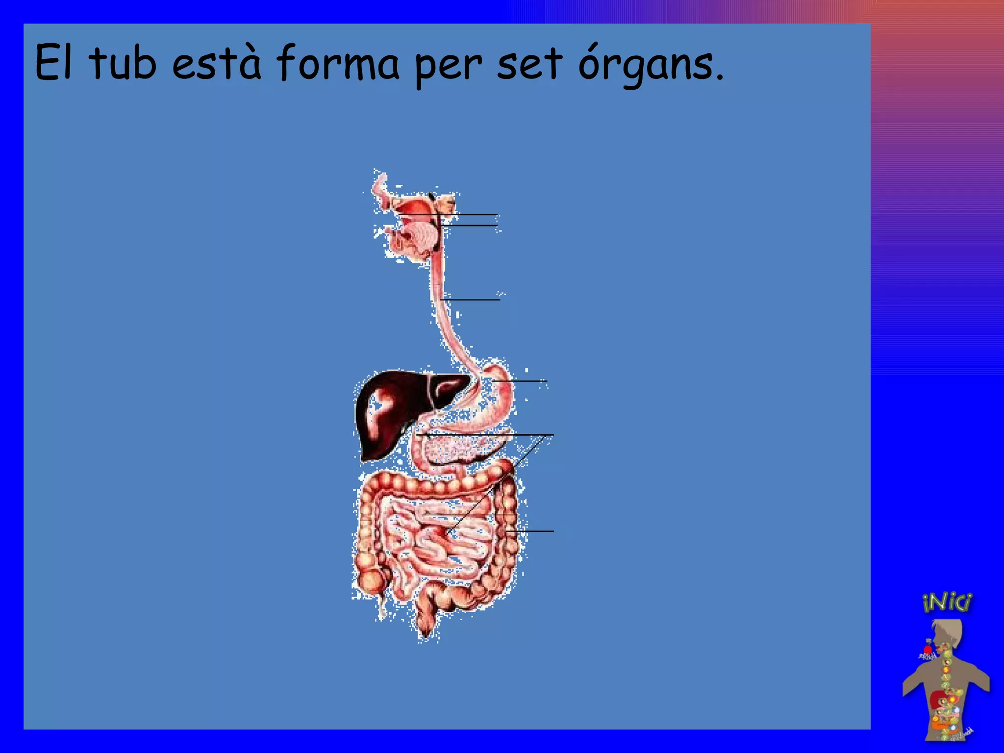 El tub està forma per set órgans. 
