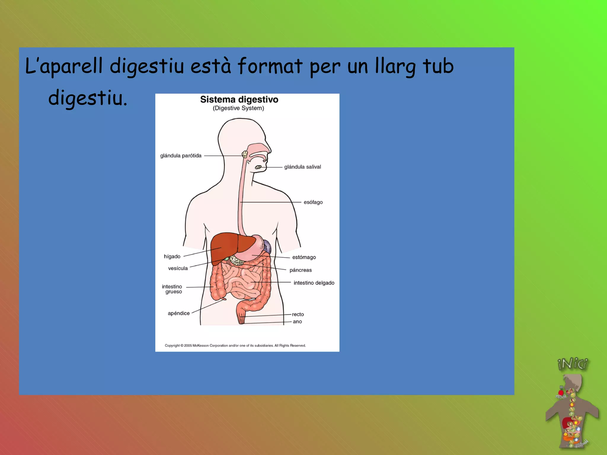 L’aparell digestiu està format per un llarg tub digestiu.   