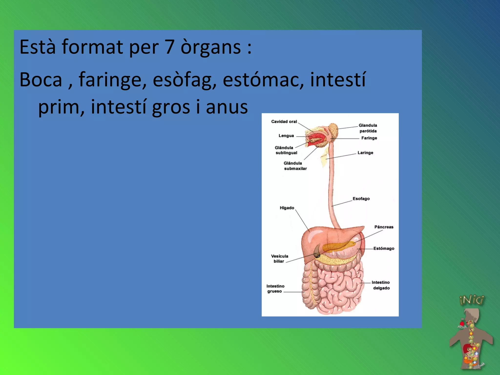 Està format per 7 òrgans : Boca , faringe, esòfag, estómac, intestí prim, intestí gros i anus 