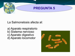 TRIVIAL 
1 y 2 
PREGUNTA 5 La Salmonelosis afecta al: 
a) Aparato respiratorio 
b) Sistema nervioso 
c) Aparato digestivo 
d) Aparato locomotor 
 
