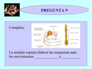 PREGUNTA 9 Completa: La médula espinal elabora las respuestas ante los movimientos  ____________ o__________ . 