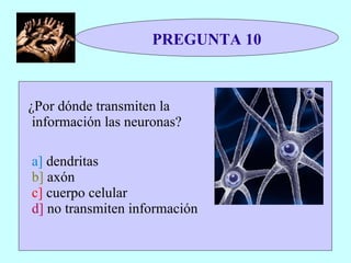 PREGUNTA 10 ¿Por dónde transmiten la información las neuronas?   a]  dendritas b]  axón c]  cuerpo celular d]  no transmiten información 
