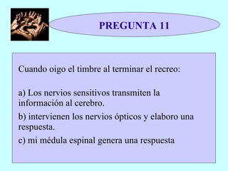 PREGUNTA 11 Cuando oigo el timbre al terminar el recreo:   a) Los nervios sensitivos transmiten la información al cerebro. b) intervienen los nervios ópticos y elaboro una respuesta. c) mi médula espinal genera una respuesta  