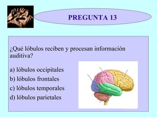 PREGUNTA 13 ¿Qué lóbulos reciben y procesan información auditiva? a) lóbulos occipitales b) lóbulos frontales c) lóbulos temporales d) lóbulos parietales 