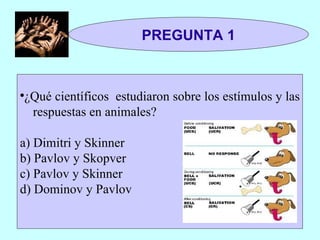 PREGUNTA 1 ¿Qué científicos  estudiaron sobre los estímulos y las  respuestas en animales? a) Dimitri y Skinner b) Pavlov y Skopver c) Pavlov y Skinner d) Dominov y Pavlov 
