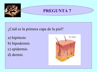 PREGUNTA 7 ¿Cuál es la primera capa de la piel? a) hipótesis b) hipodermis c) epidermis d) dermis 