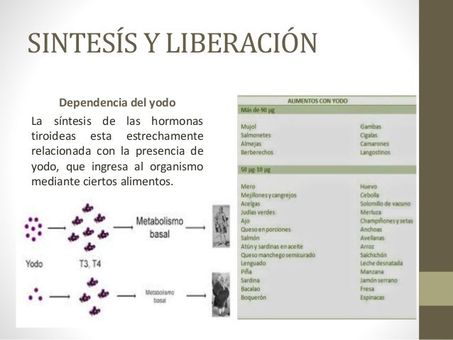 Triyodotironina (t3) y tiroxina (t4 Triyodotironina (t3) y tiroxina (t4