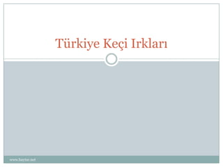 Türkiye Keçi Irkları




www.haytar.net
 