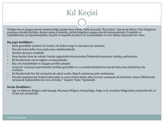 Kıl Keçisi

Türkiye’de en yaygın olarak yetiştiriciliği yapılan keçi ırkıdır. Halk arasında “Kara Keçi” olarak da bilinir....