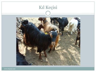 Kıl Keçisi




www.haytar.net
 