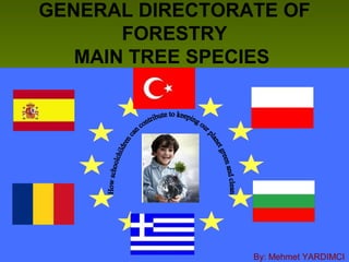 GENERAL DIRECTORATE OF
FORESTRY
MAIN TREE SPECIES
By: Mehmet YARDIMCI
 