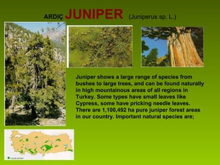 ARDIÇ JUNIPER (Juniperus sp. L.)
Juniper shows a large range of species from
bushes to large trees, and can be found naturally
in high mountainous areas of all regions in
Turkey. Some types have small leaves like
Cypress, some have pricking needle leaves.
There are 1,100,492 ha pure juniper forest areas
in our country. Important natural species are;
 