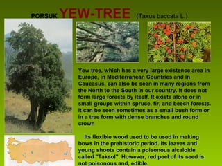 PORSUK YEW-TREE (Taxus baccata L.)
Yew tree, which has a very large existence area in
Europe, in Mediterranean Countries and in
Caucasus, can also be seen in many regions from
the North to the South in our country. It does not
form large forests by itself. It exists alone or in
small groups within spruce, fir, and beech forests.
It can be seen sometimes as a small bush form or
in a tree form with dense branches and round
crown
Its flexible wood used to be used in making
bows in the prehistoric period. Its leaves and
young shoots contain a poisonous alcaloide
called "Taksol". However, red peel of its seed is
not poisonous and, edible.
 
