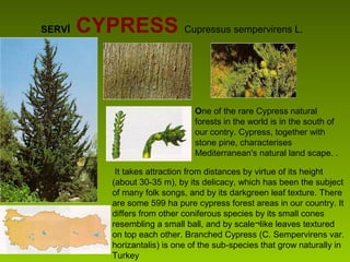 SERVİ CYPRESS Cupressus sempervirens L.
One of the rare Cypress natural
forests in the world is in the south of
our contry. Cypress, together with
stone pine, characterises
Mediterranean's natural land scape. .
It takes attraction from distances by virtue of its height
(about 30-35 m), by its delicacy, which has been the subject
of many folk songs, and by its darkgreen leaf texture. There
are some 599 ha pure cypress forest areas in our country. It
differs from other coniferous species by its small cones
resembling a small ball, and by scale¬like leaves textured
on top each other. Branched Cypress (C. Sempervirens var.
horizantalis) is one of the sub-species that grow naturally in
Turkey
 