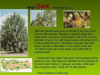 MEŞE OAK (Quercus sp. L.)
 Oak can develop and grow up almost in any part of our
country with species. Varieties of species range from
those which can have a trunk height of up to 25 m and a
diameter of up to 2 m, with large crowns, to bushes of 3-5
m tall.Just like the form, the leaves may also vary with
lobed, notched or flat sides. In our country there are
747,856 ha high oak forest areas; and 4,948,149 ha
coppice areas.
Cylindrical fruits called "oak acorn" are enclosed at the
base by a cup. Oak trees are classified by the anatomy of
its wood color mainly in 3 groups, red oaks, white oaks
and evergreen oaks. There are 18 oak species,
most important of which are;
 