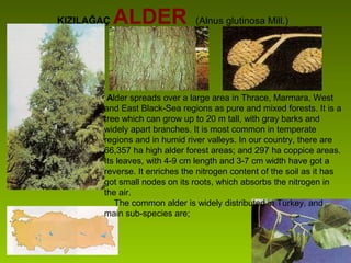 KIZILAĞAÇ ALDER (Alnus glutinosa Mill.)
 Alder spreads over a large area in Thrace, Marmara, West
and East Black-Sea regions as pure and mixed forests. It is a
tree which can grow up to 20 m tall, with gray barks and
widely apart branches. It is most common in temperate
regions and in humid river valleys. In our country, there are
66,357 ha high alder forest areas; and 297 ha coppice areas.
Its leaves, with 4-9 cm length and 3-7 cm width have got a
reverse. It enriches the nitrogen content of the soil as it has
got small nodes on its roots, which absorbs the nitrogen in
the air.
The common alder is widely distributed in Turkey, and
main sub-species are;
 