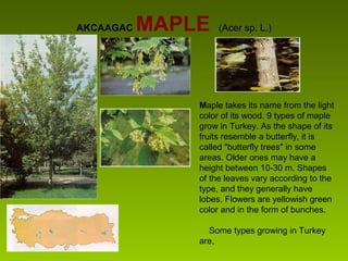 AKCAAGAC MAPLE (Acer sp. L.)
Maple takes its name from the light
color of its wood. 9 types of maple
grow in Turkey. As the shape of its
fruits resemble a butterfly, it is
called "butterfly trees" in some
areas. Older ones may have a
height between 10-30 m. Shapes
of the leaves vary according to the
type, and they generally have
lobes. Flowers are yellowish green
color and in the form of bunches.
Some types growing in Turkey
are,
 