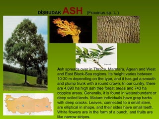 DİŞBUDAK ASH (Fraxinus sp. L.)
Ash spreads over in Thrace, Marmara, Agean and West
and East Black-Sea regions. Its height varies between
10-30 m depending on the type, and it has got a smooth
and plump trunk with a round crown. In our cuntry, there
are 4,690 ha high ash tree forest areas and 743 ha
coppice areas. Generally, it is found in waterabundant or
deep soiled lands. Mature individuals have grap barks
with deep cracks. Leaves, connected to a small stem,
are elliptical in shape, and their sides have small teeth.
White flowers are in the form of a bunch, and fruits are
like narrow stripes.
 