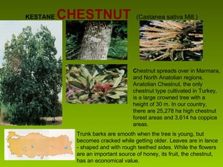 KESTANE CHESTNUT (Castanea sativa Mill.)
Chestnut spreads over in Marmara,
and North Anatolian regions.
Anatolian Chestnut, the only
chestnut type cultivated in Turkey,
is a large crowned tree with a
height of 30 m. In our country,
there are 25,278 ha high chestnut
forest areas and 3,614 ha coppice
areas.
Trunk barks are smooth when the tree is young, but
becomes cracked while getting older. Leaves are in lance
- shaped and with rough teethed sides. While the flowers
are an important source of honey, its fruit, the chestnut,
has an economical value.
 